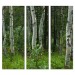 Aspen Trees - Bella Graphic - 30x84 Triptych