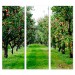 pple Orchard - Bella Graphic - 30x84 Triptych