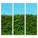 Hedge - Bella Graphic - 30x84 Triptych